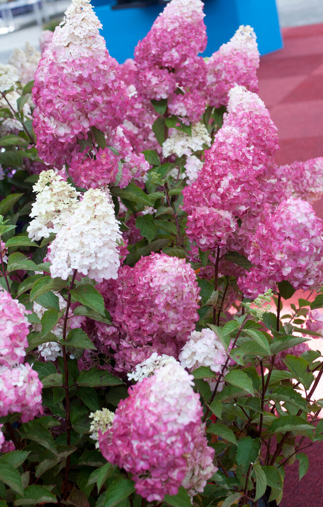 Hydrangea Paniculata Fraise Melba