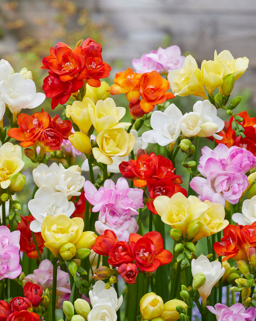 Freesia Double Mixed