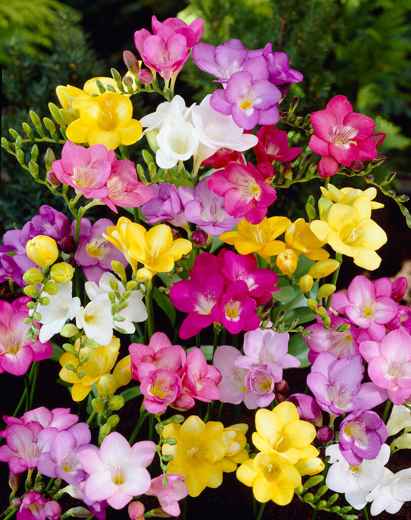 Freesia Single Mixed