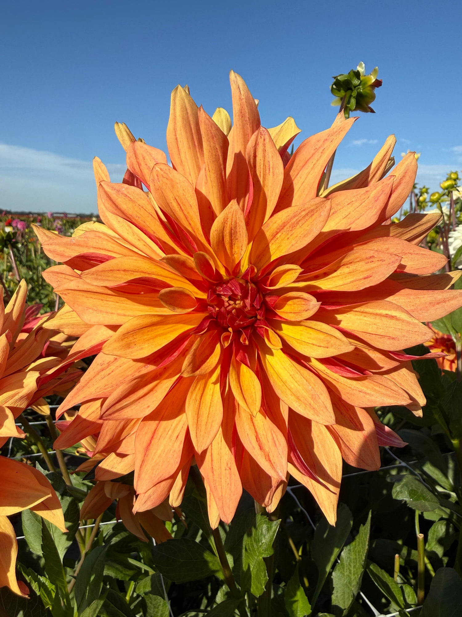 Dahlia French Cancan