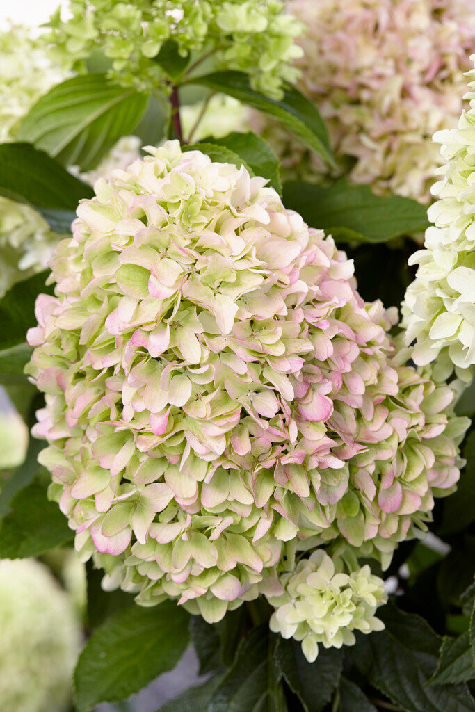 Hydrangea Paniculata Kleines Fresko