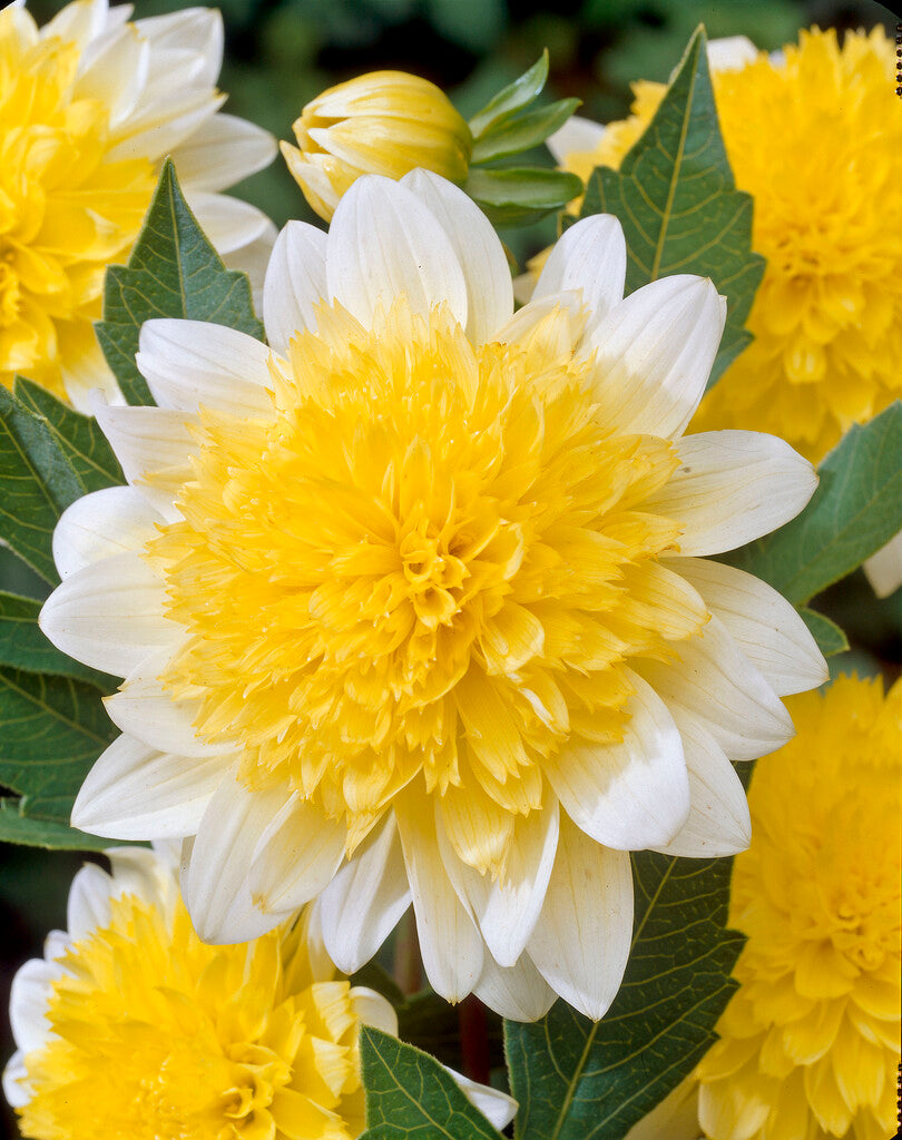 Dahlia Freya's Paso Doble