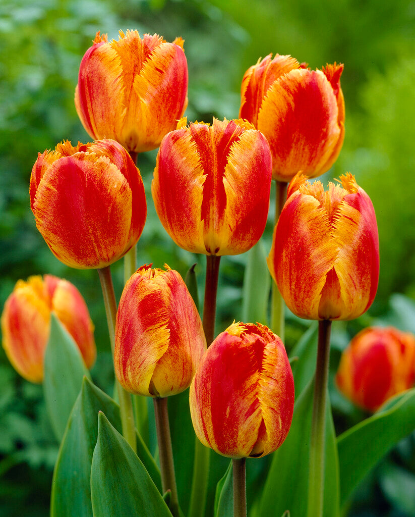 Tulipa Fringed Solstice