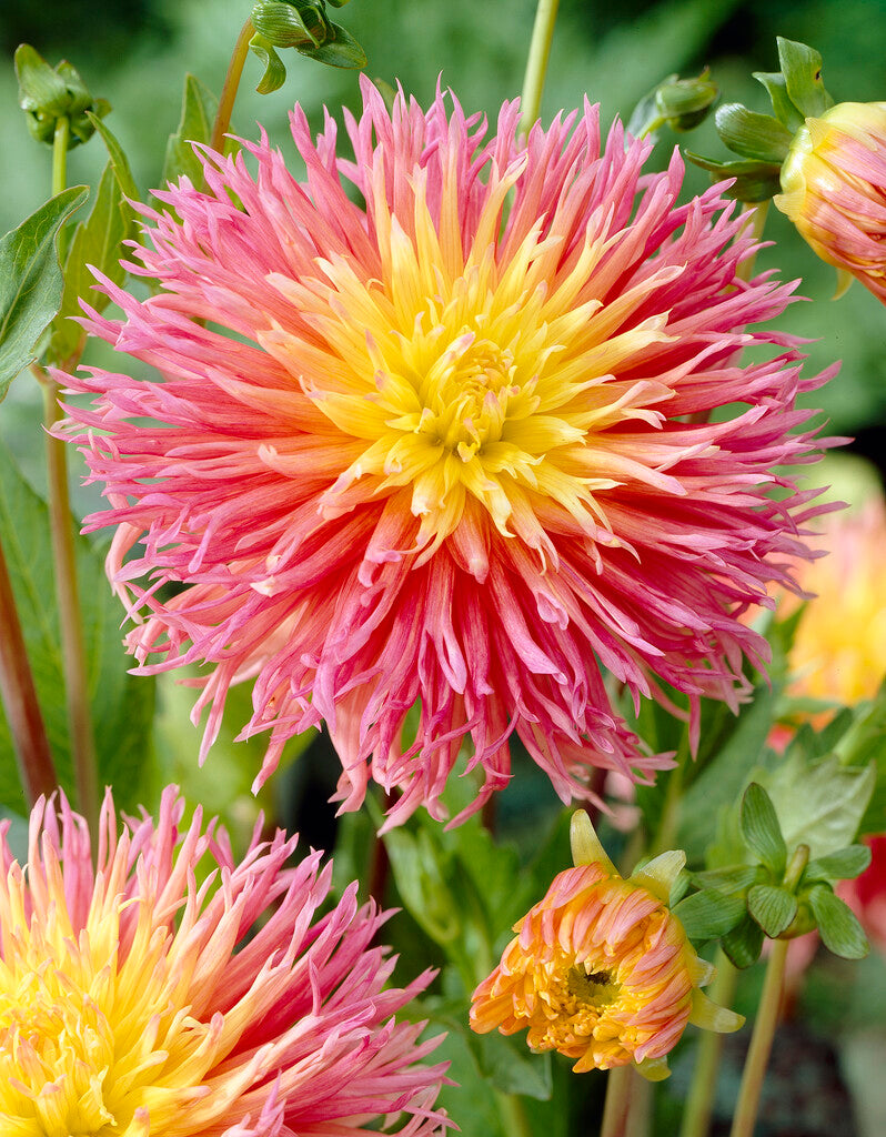 Dahlia Fringed Star