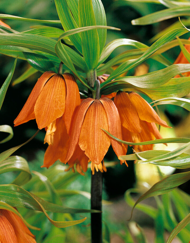 Fritillaria Aurora