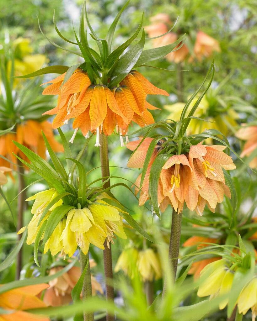 Fritillaria Mix