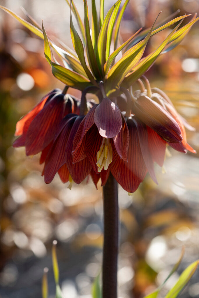 frit red beauty