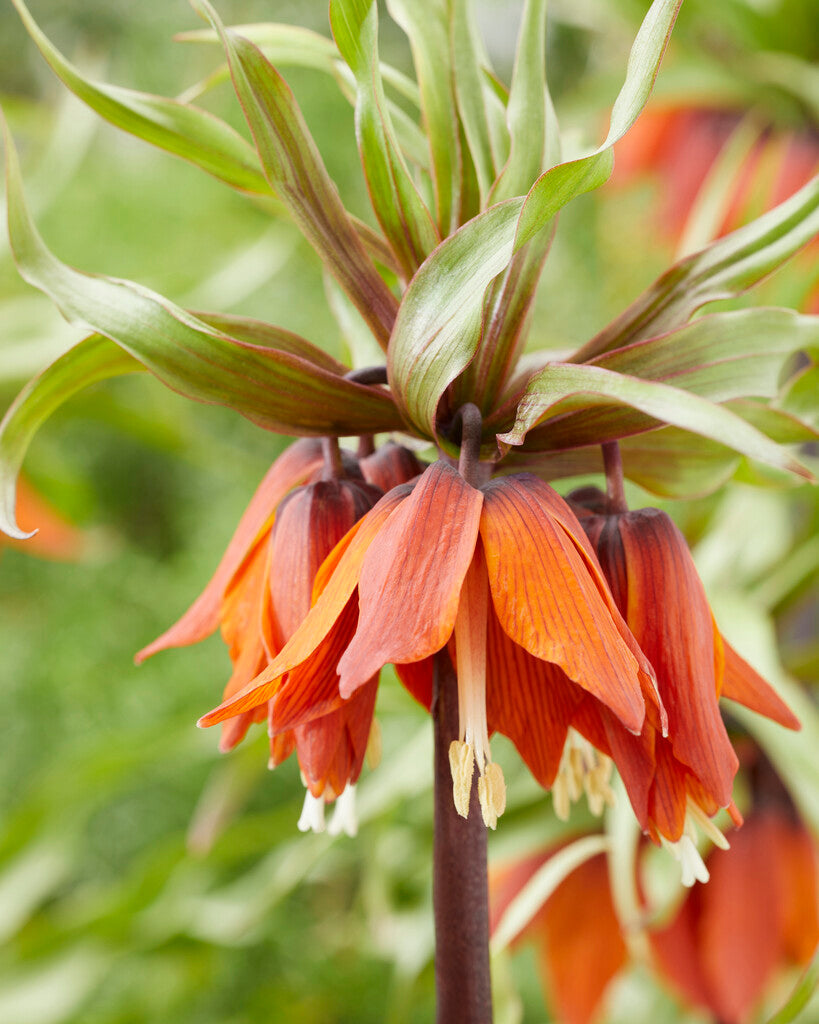 Fritillaria Rubra