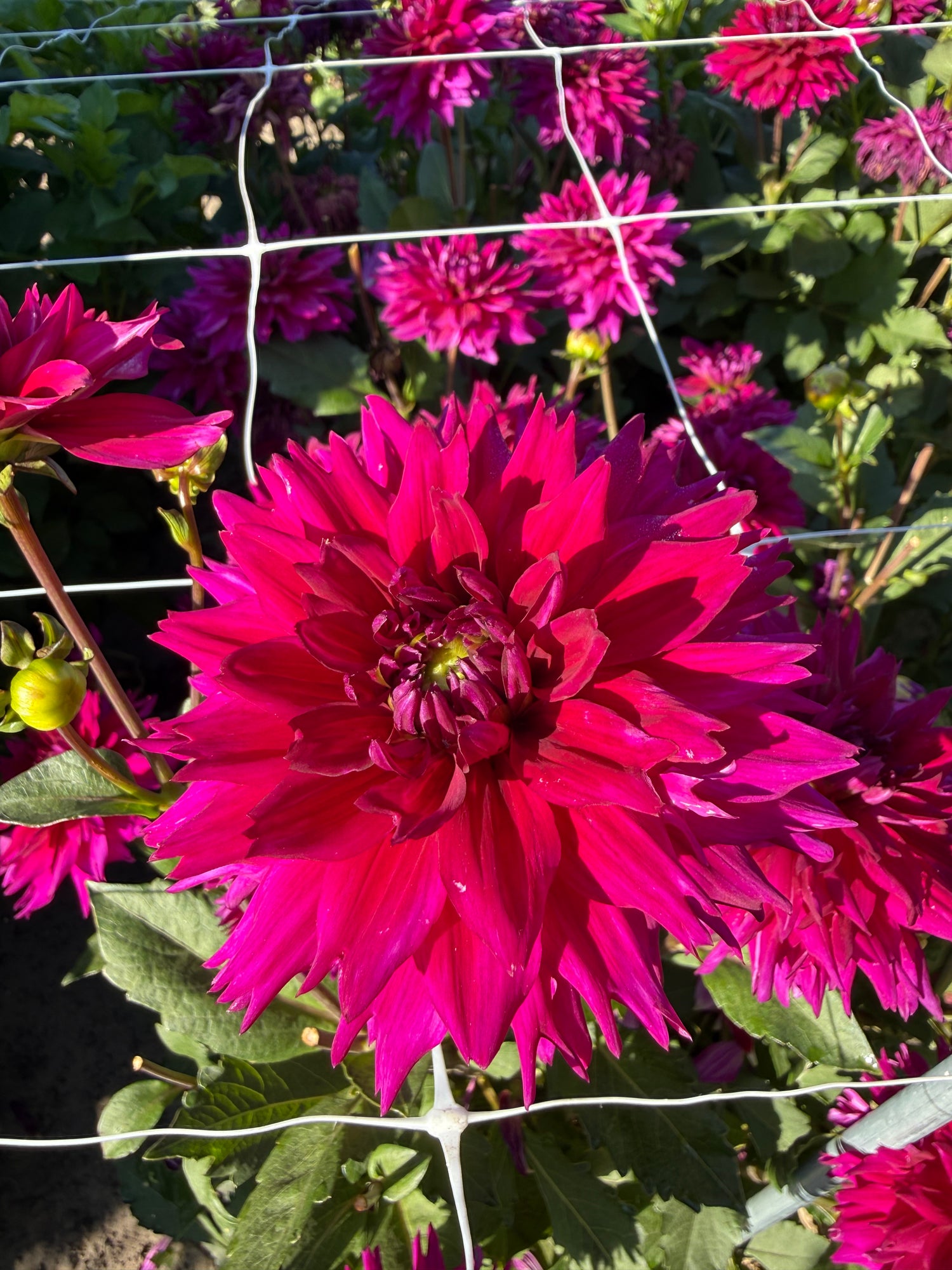 Dahlia Fuchsia Charm