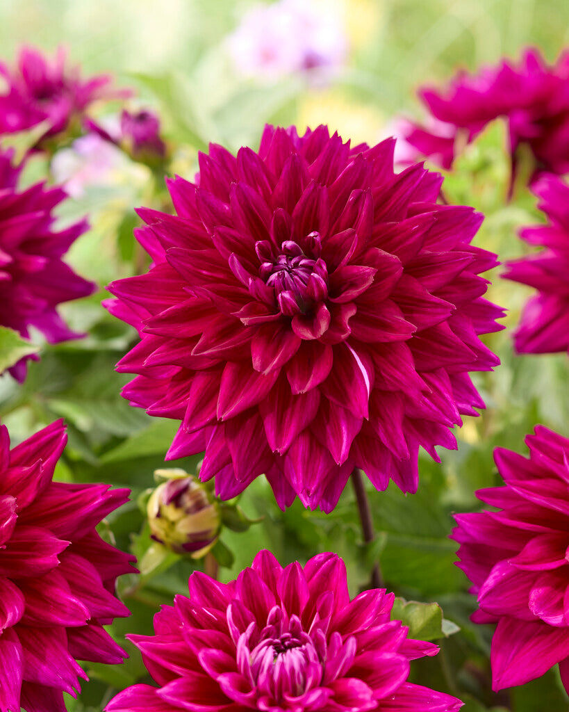 Dahlia Fuchsia Charm