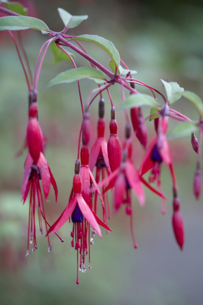 Fuchsia Magellanica Gracilis