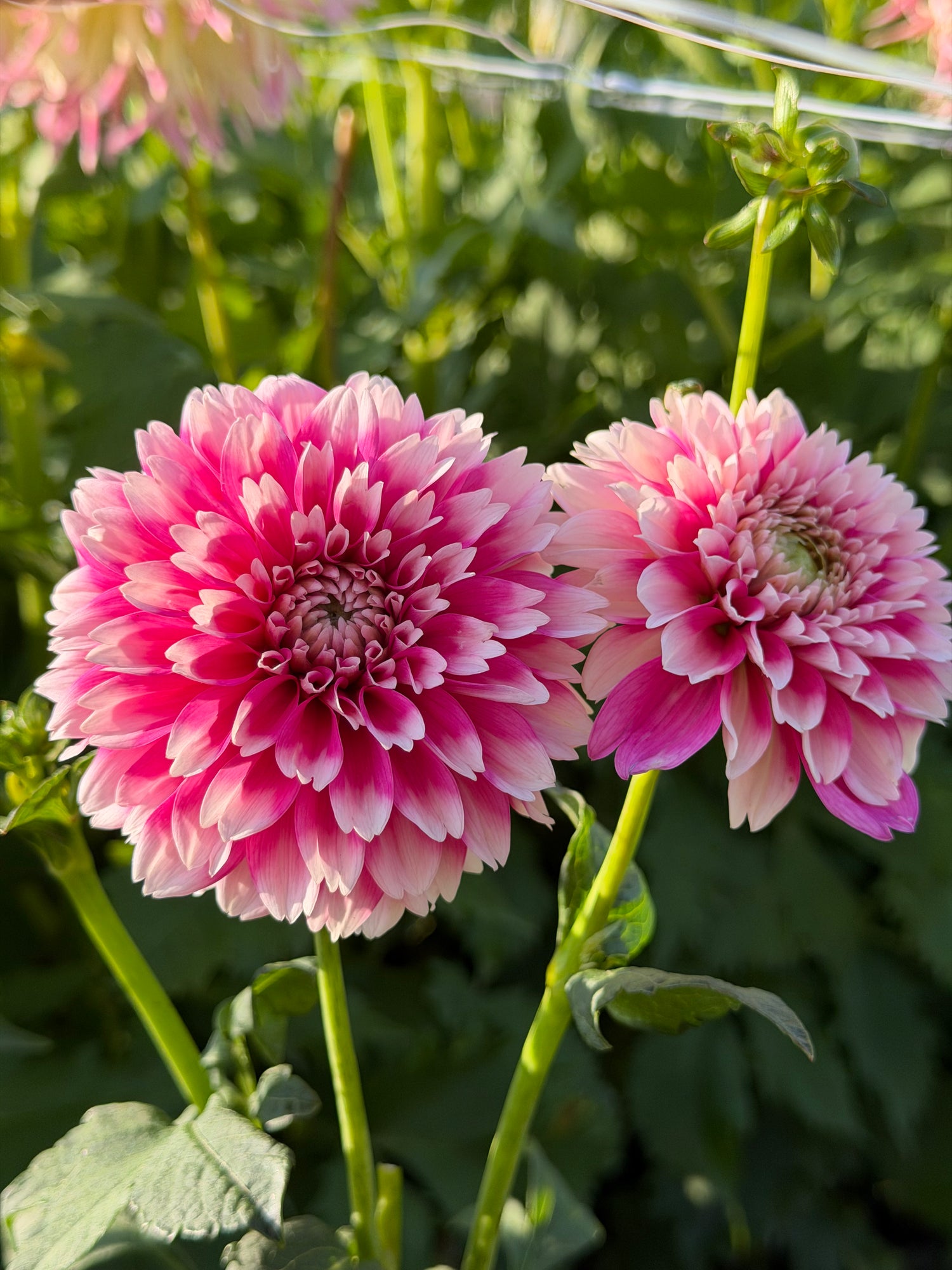 Dahlia Fuzzy Wuzzy