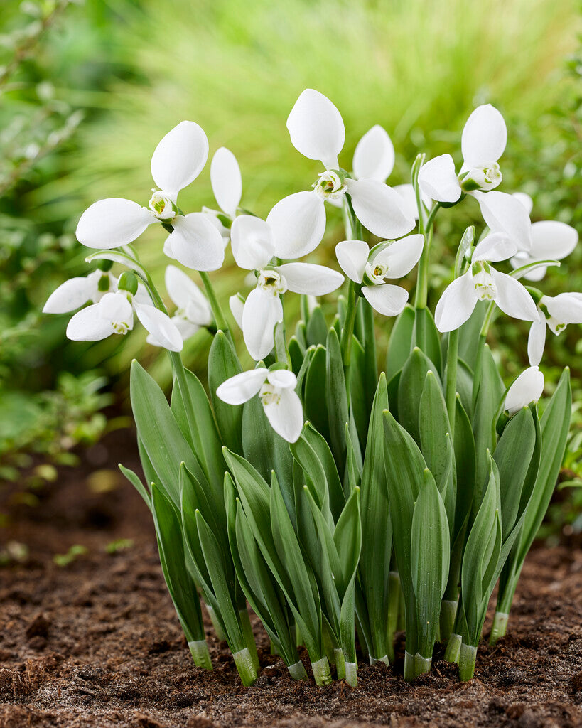 galanthus polar bear