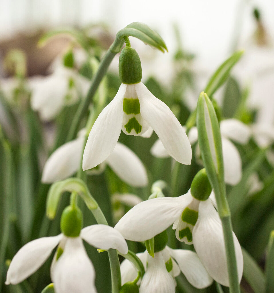 galanthus snow fox