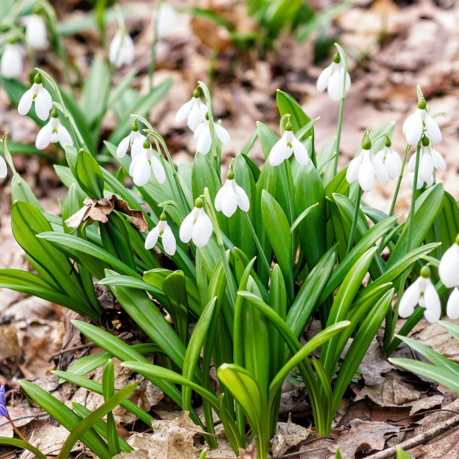 Galanthus Woronowii