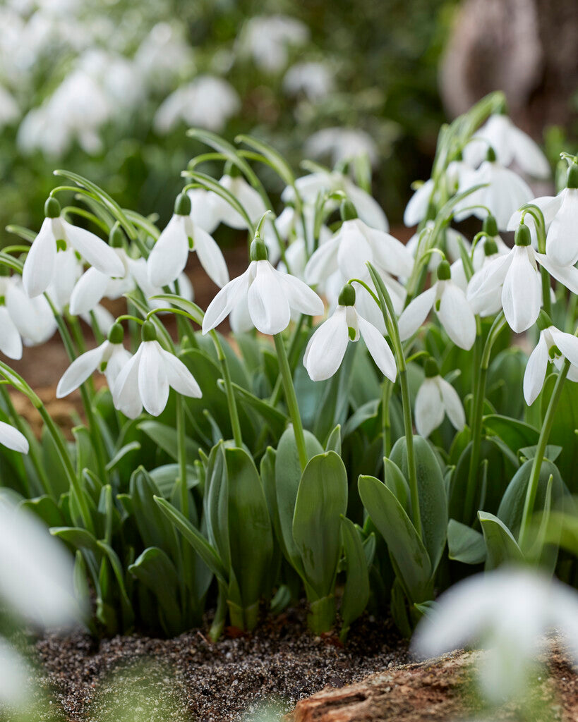 Galanthus elwesii Mount Everest