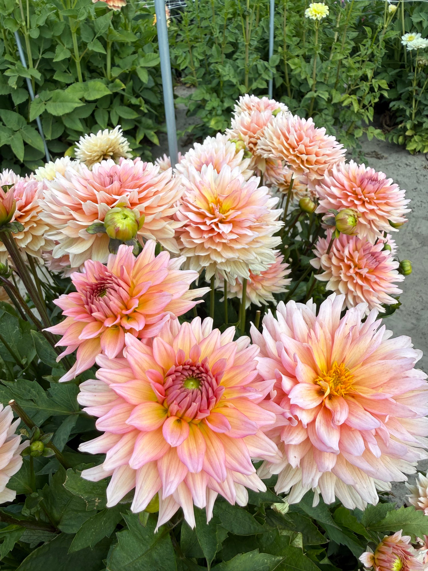 Dahlia Gallery Leonardo