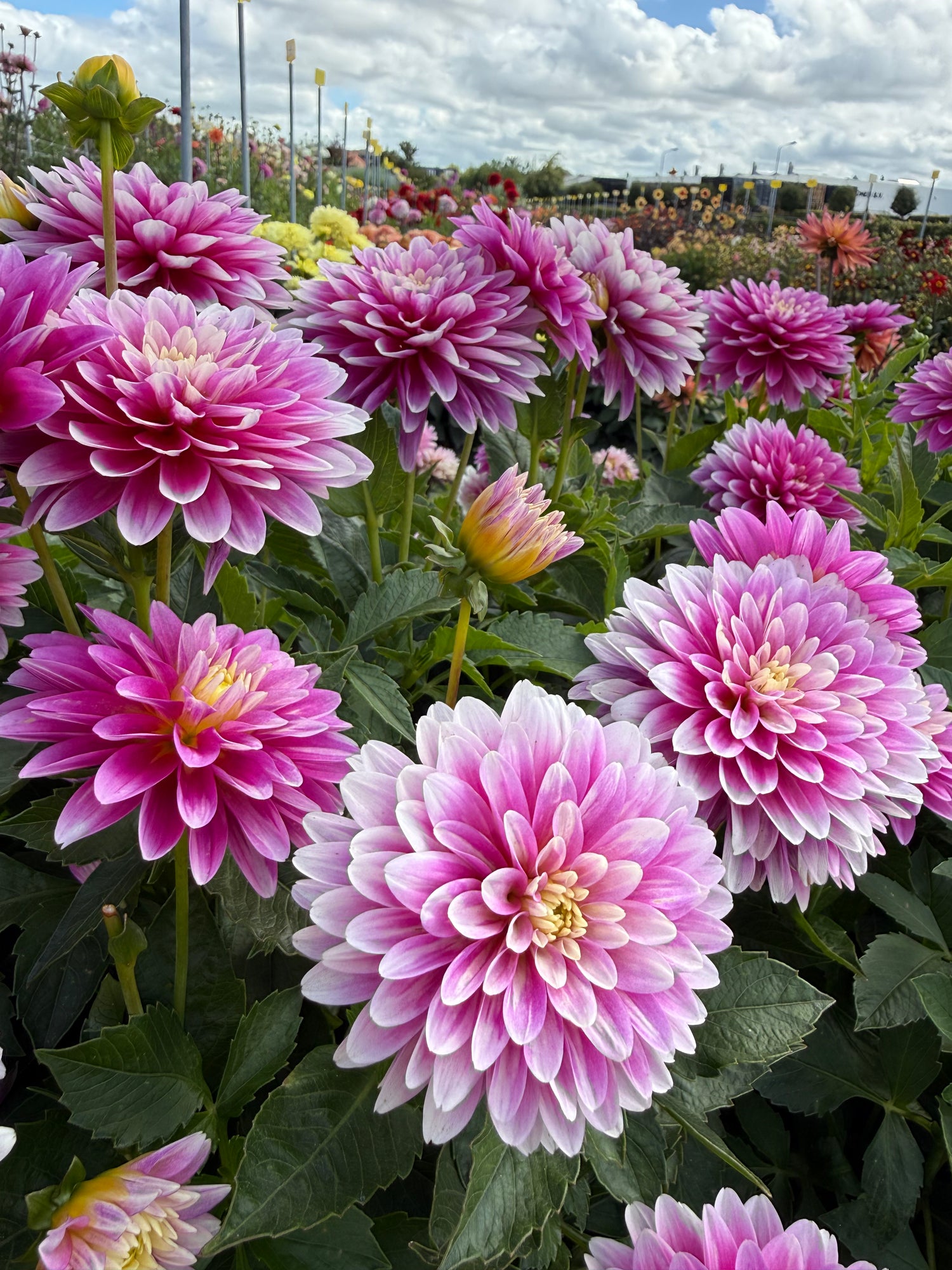 Dahlia-Galerie Rembrandt