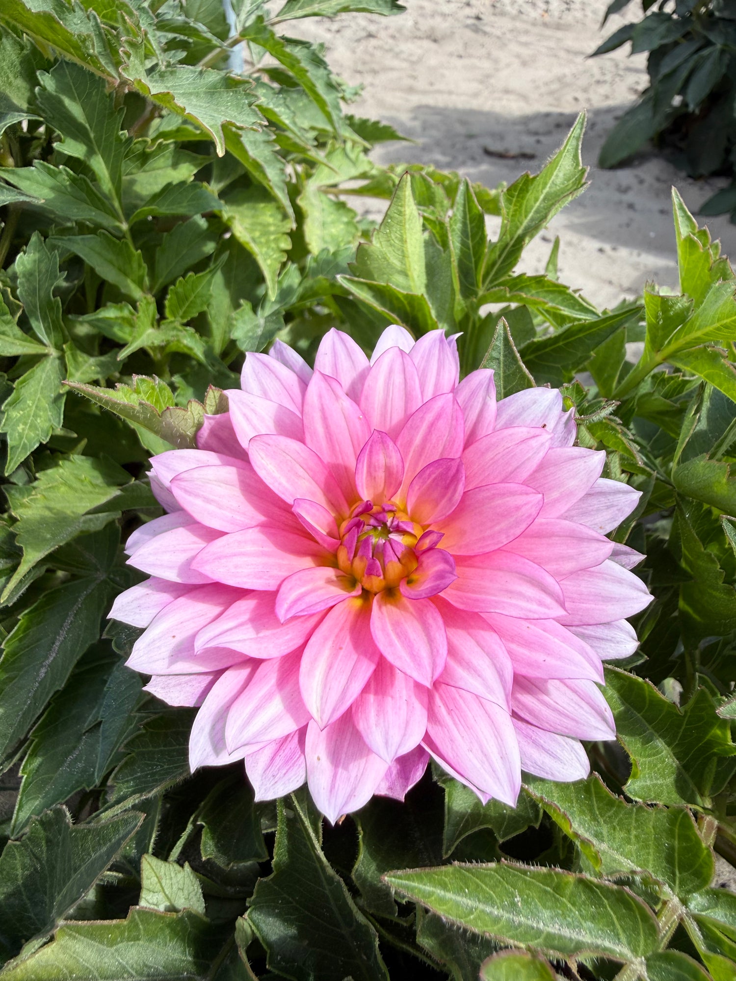 Dahlia Gallery Renoir