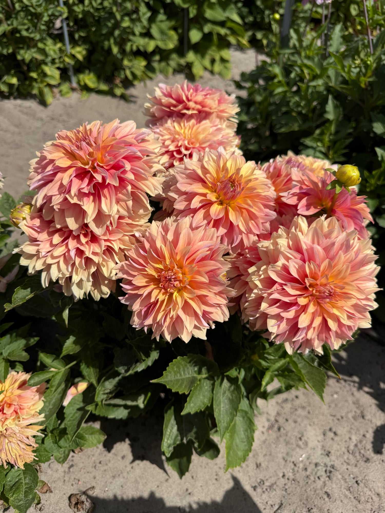 Dahlia Garden Desire