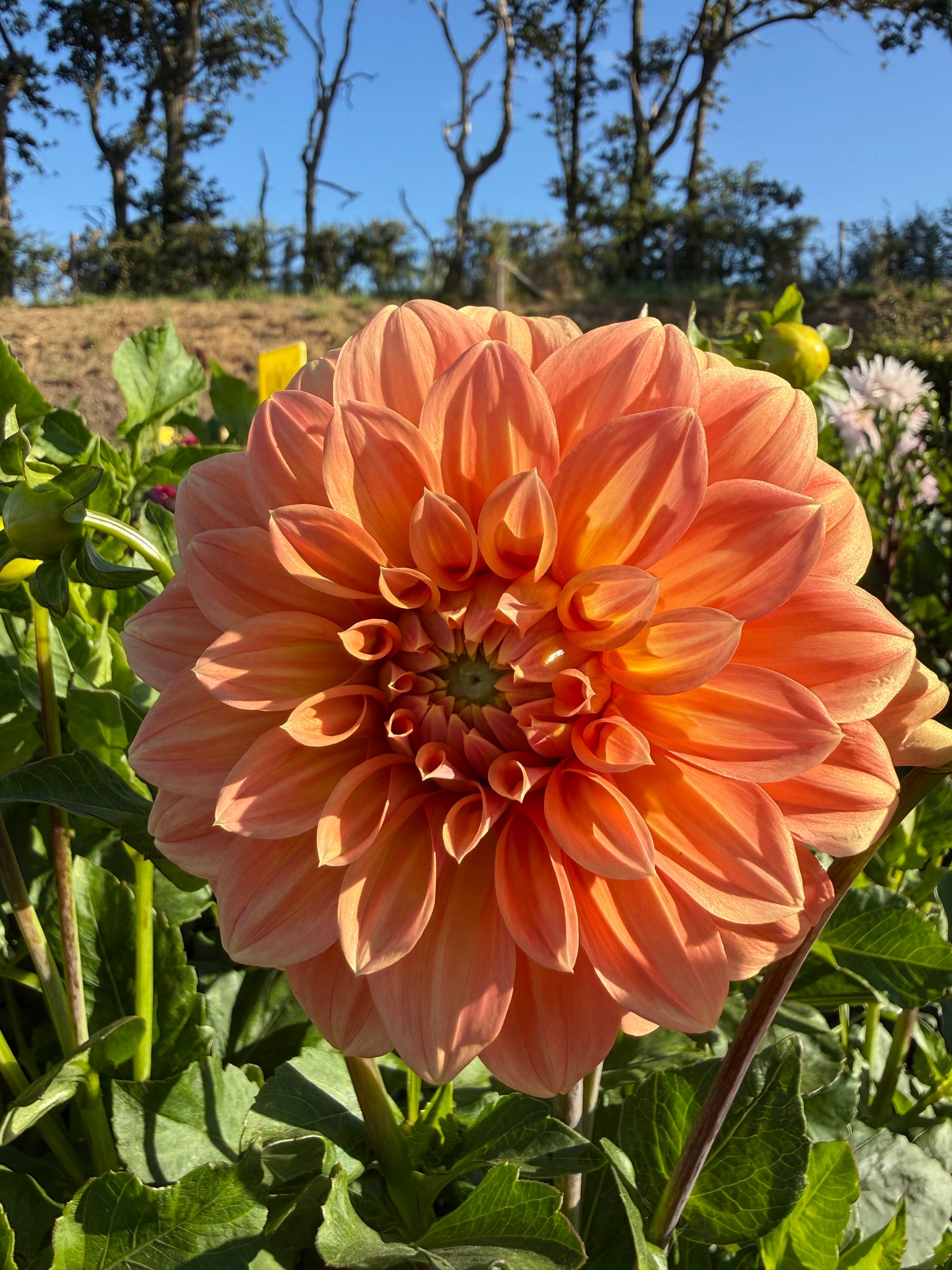 Dahlia Garden Jubilee