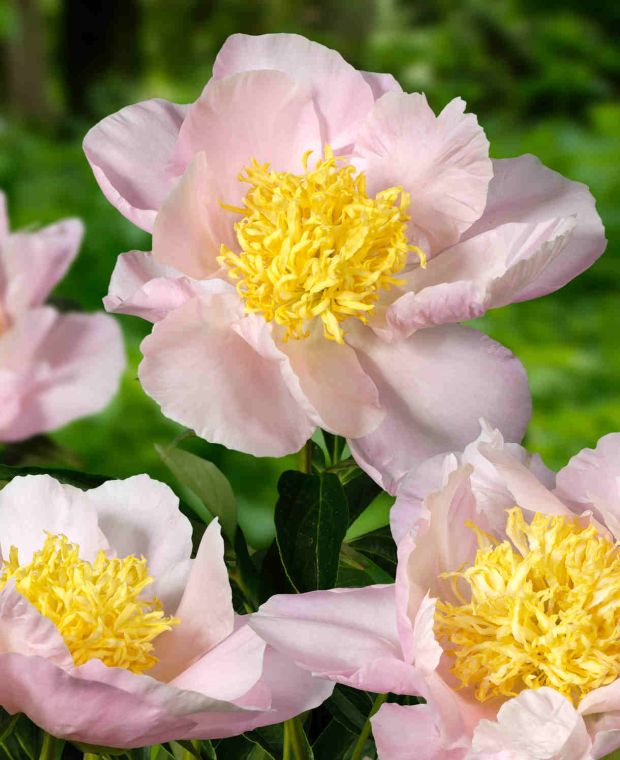 Paeonia Garden Lace 3/5