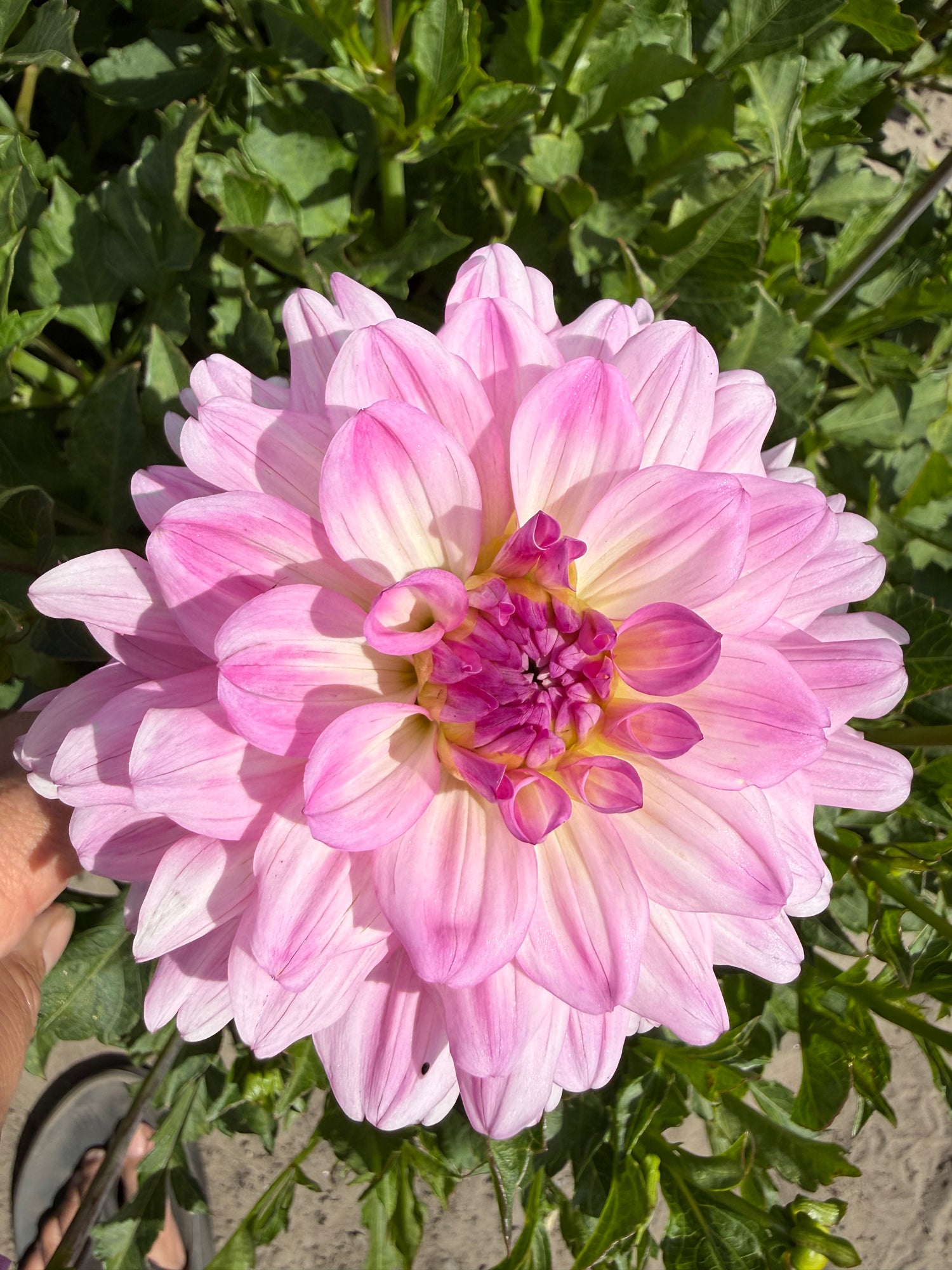 Dahlia Garden Sensation