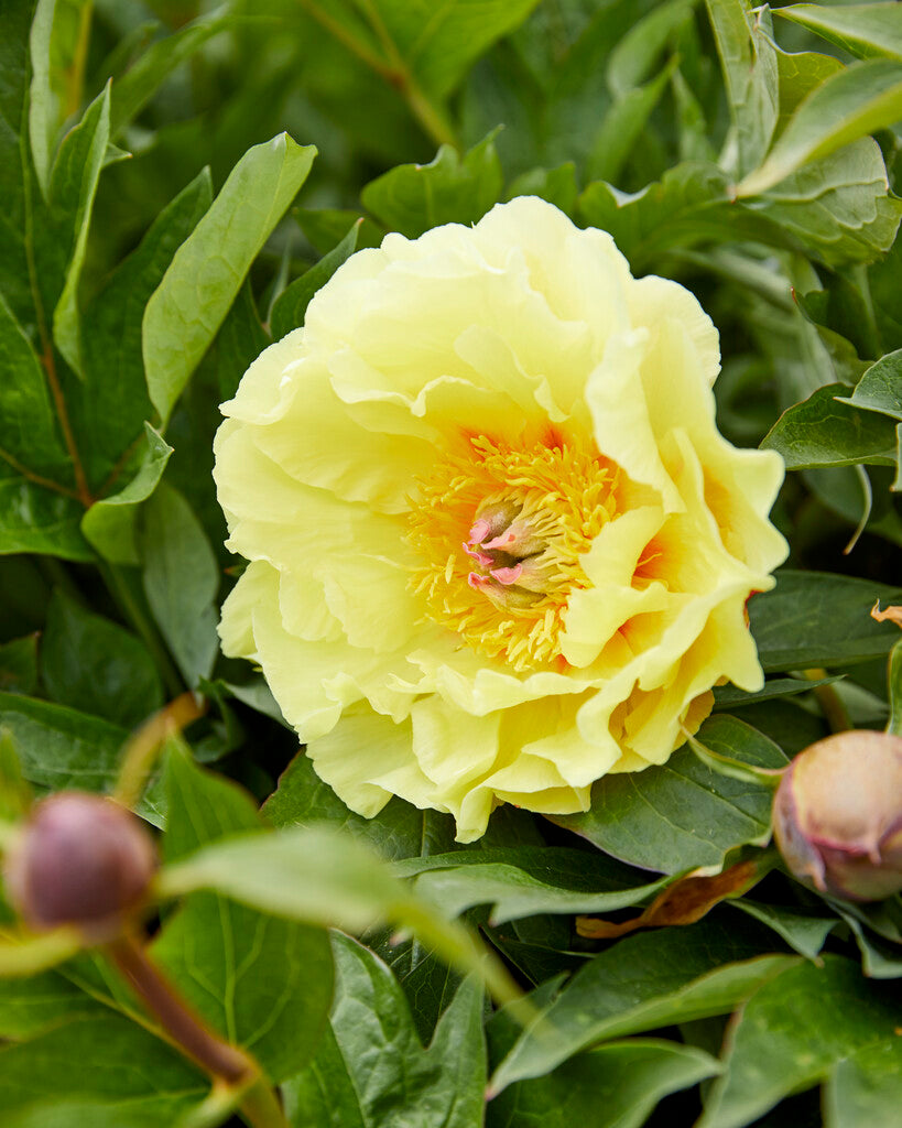 Paeonia Garden Treasure 3/5