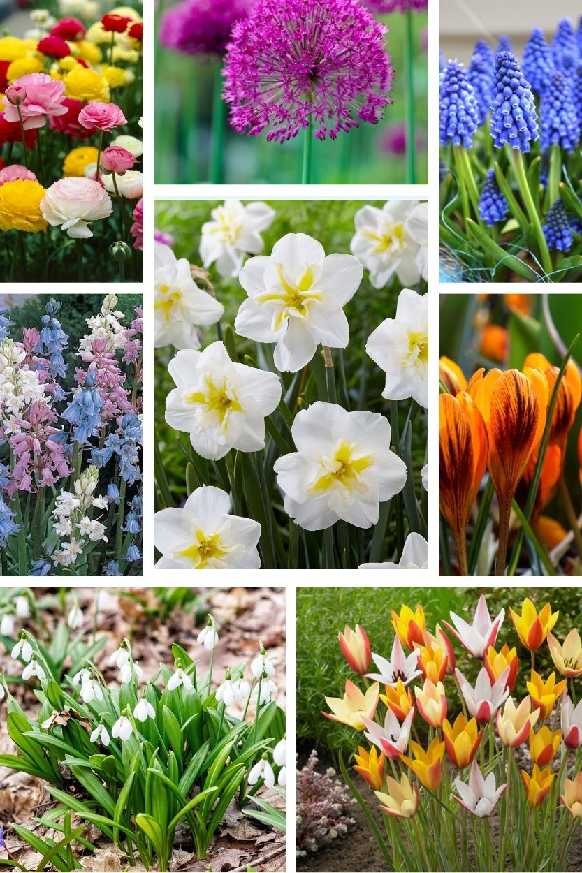 Garden Joy Naturalizing Flower Bulb Package