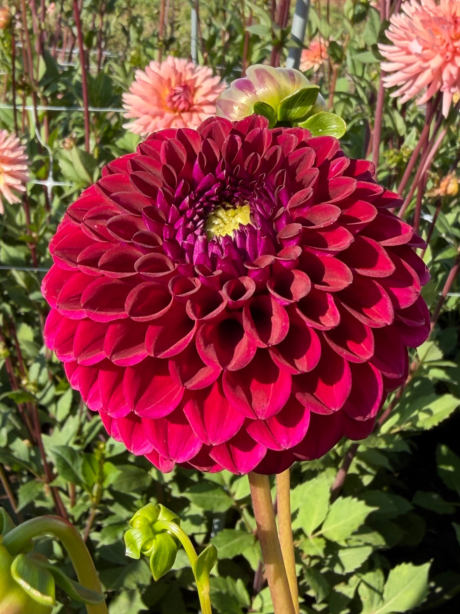 Dahlia Geerlings' Babette