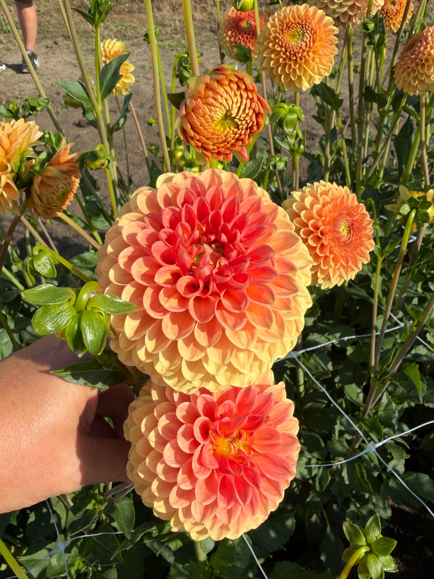 Dahlia Geerlings' Beatrice