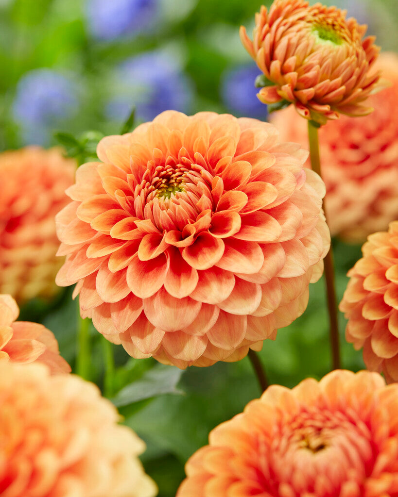 Dahlia Geerlings' Beatrice