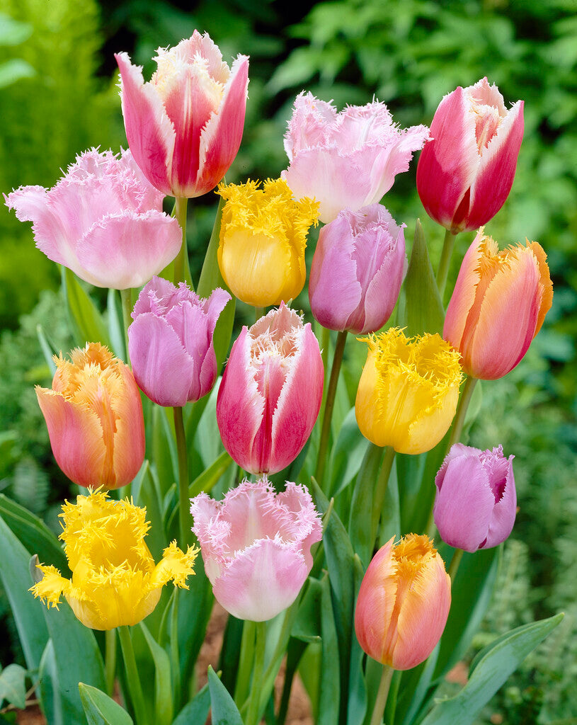 Tulipa Gefranjerde Mix