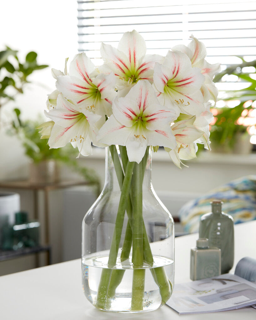 Amaryllis Geisha
