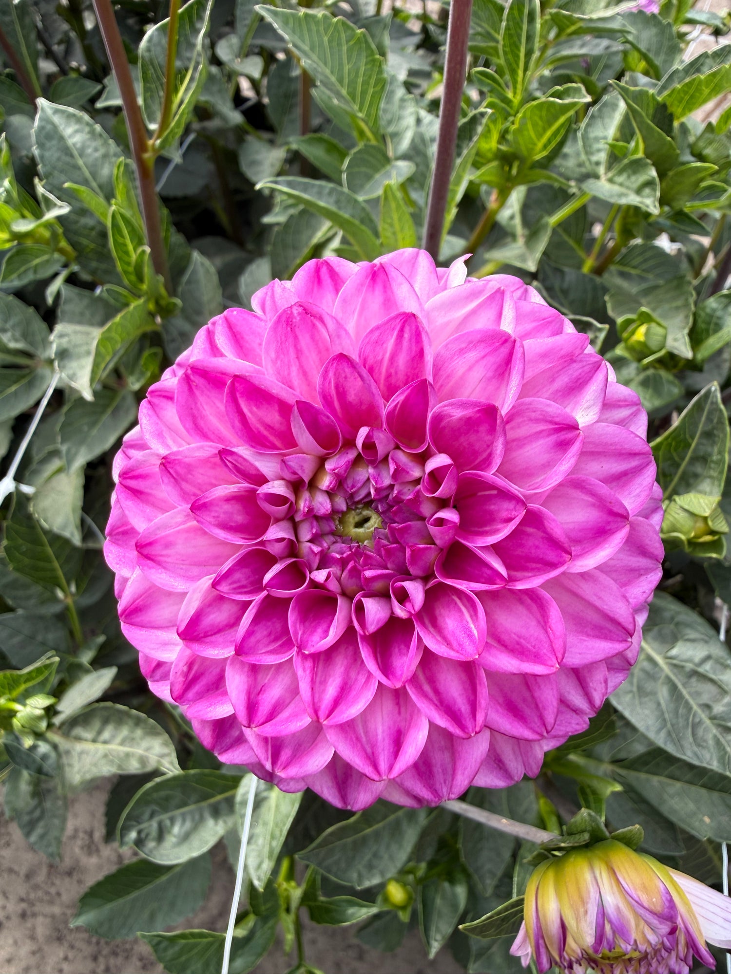 Dahlia Genova