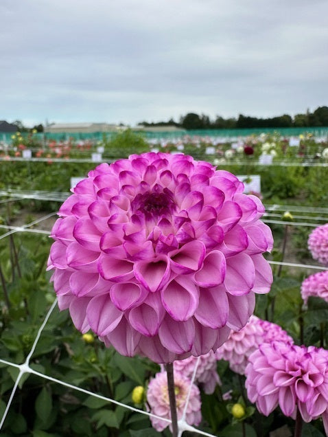 Dahlia Genova