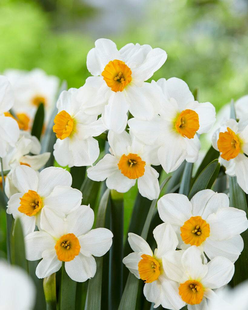 Narcissus Geranium