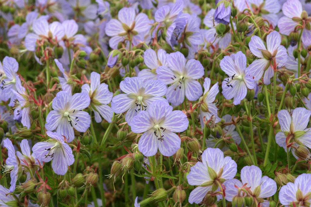 Geranium Mrs Kendall Clark