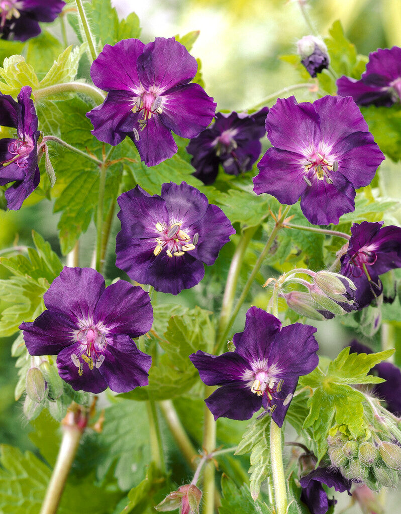 Geranium Phaeum Raven