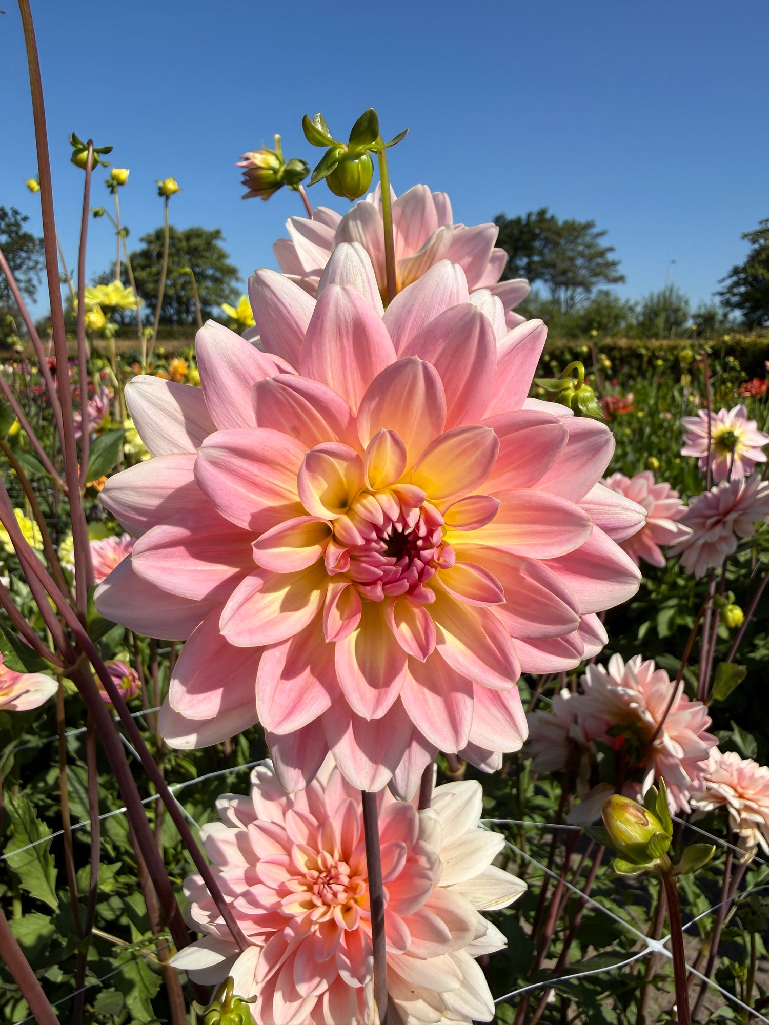 Dahlia Gerrie Hoek