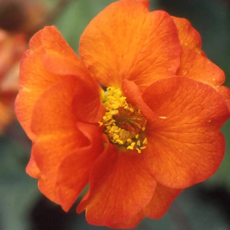 Geum Fire Opal