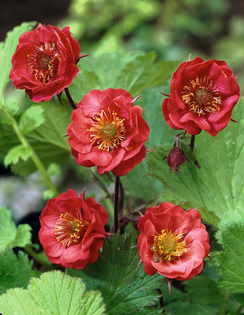 Geum Flames of Passion