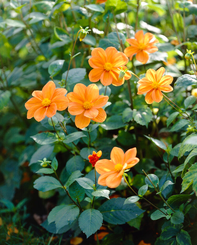 Dahlia G.F. Hemerik