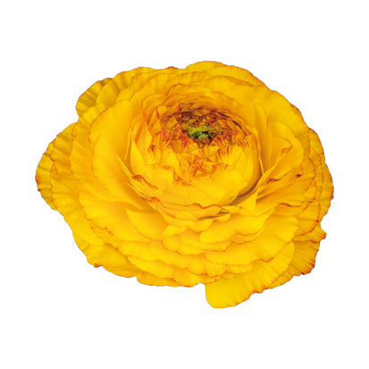 Ranunculus Giallo Striato 65-09 (SEED)