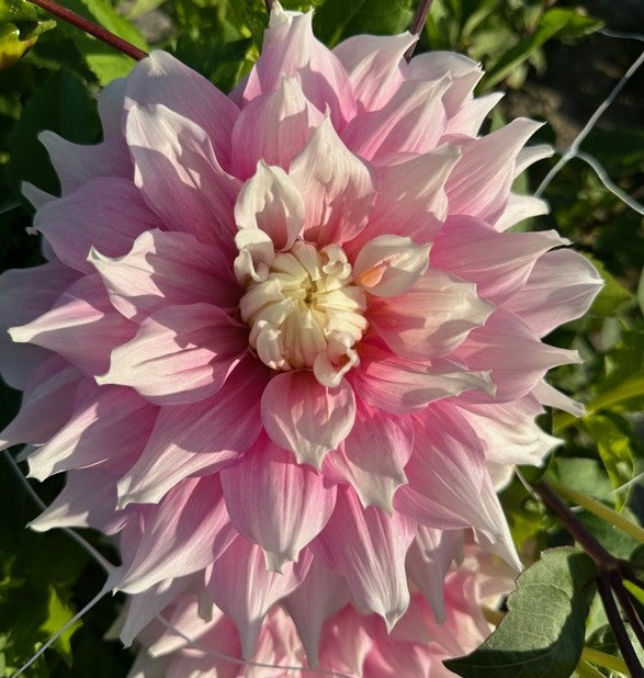 Dahlia Gitts Perfektion