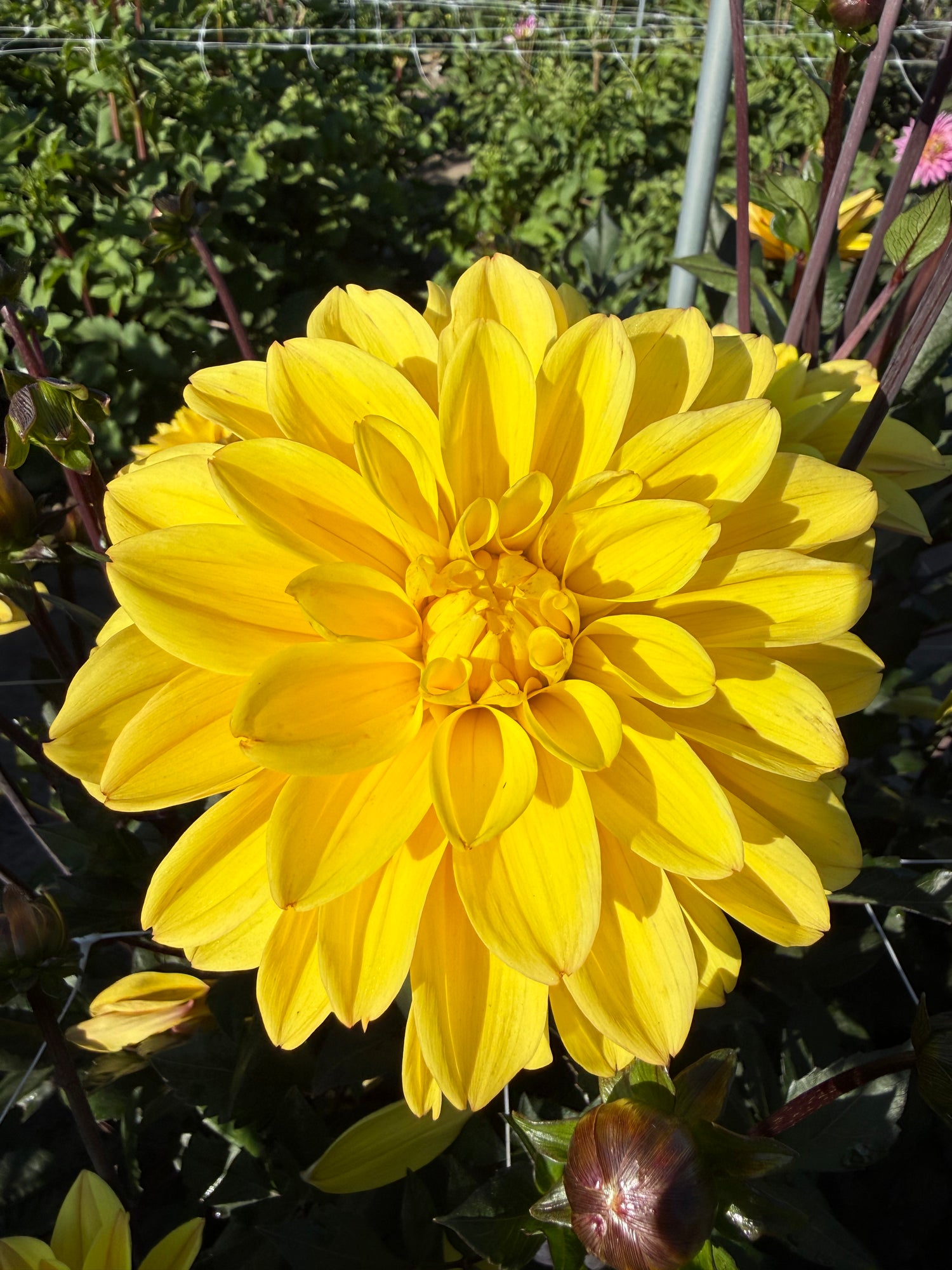 Dahlia Glossy Bravia