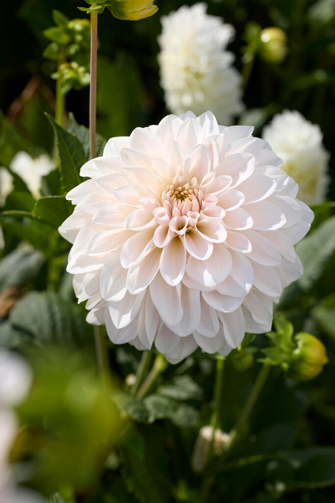 Dahlia Glossy Carlita