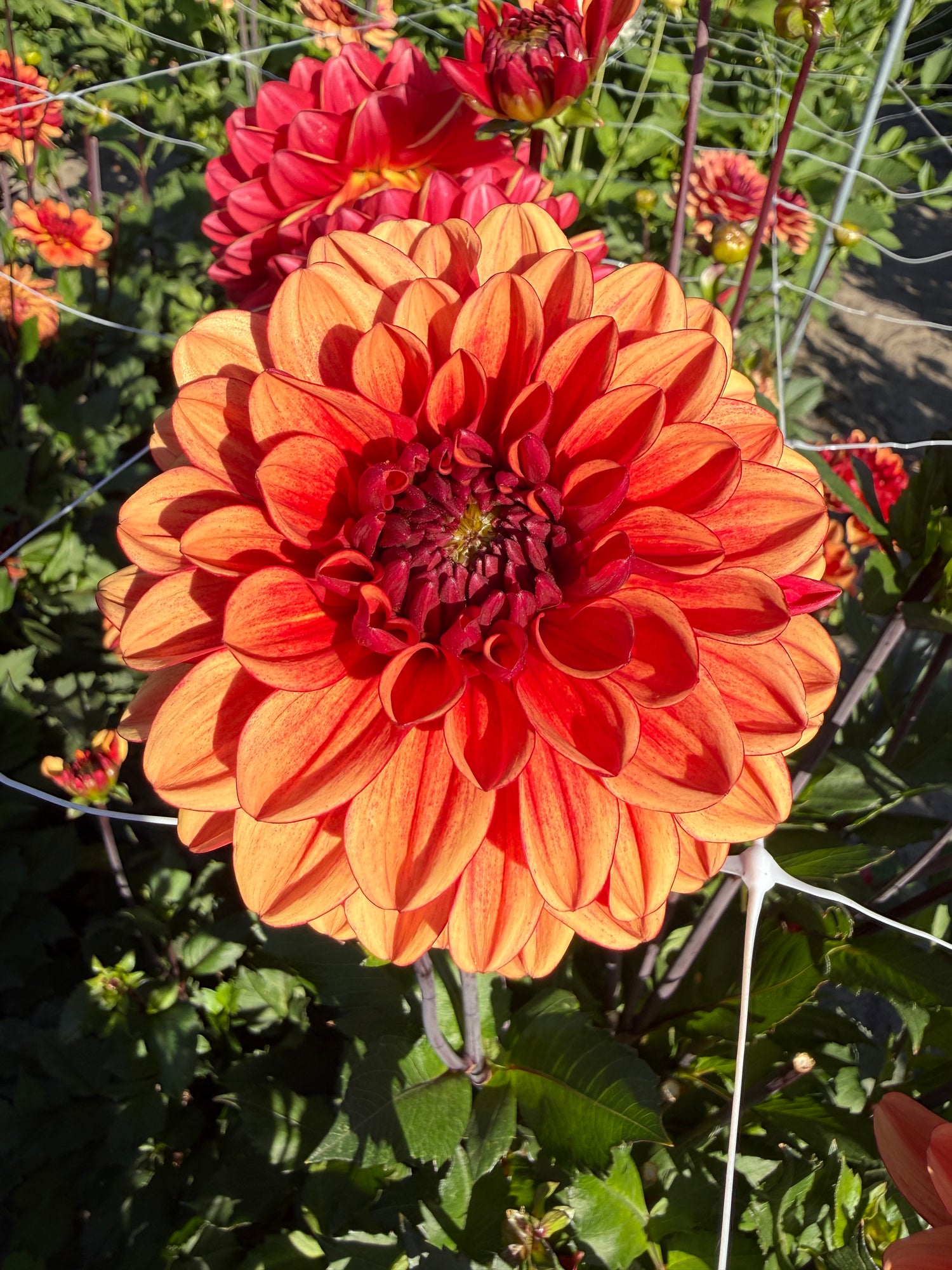 Dahlia Glossy Miraza