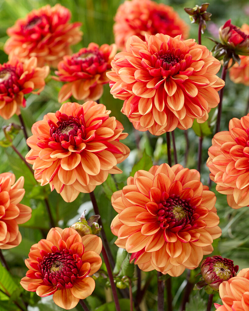 Dahlia Glossy Miraza