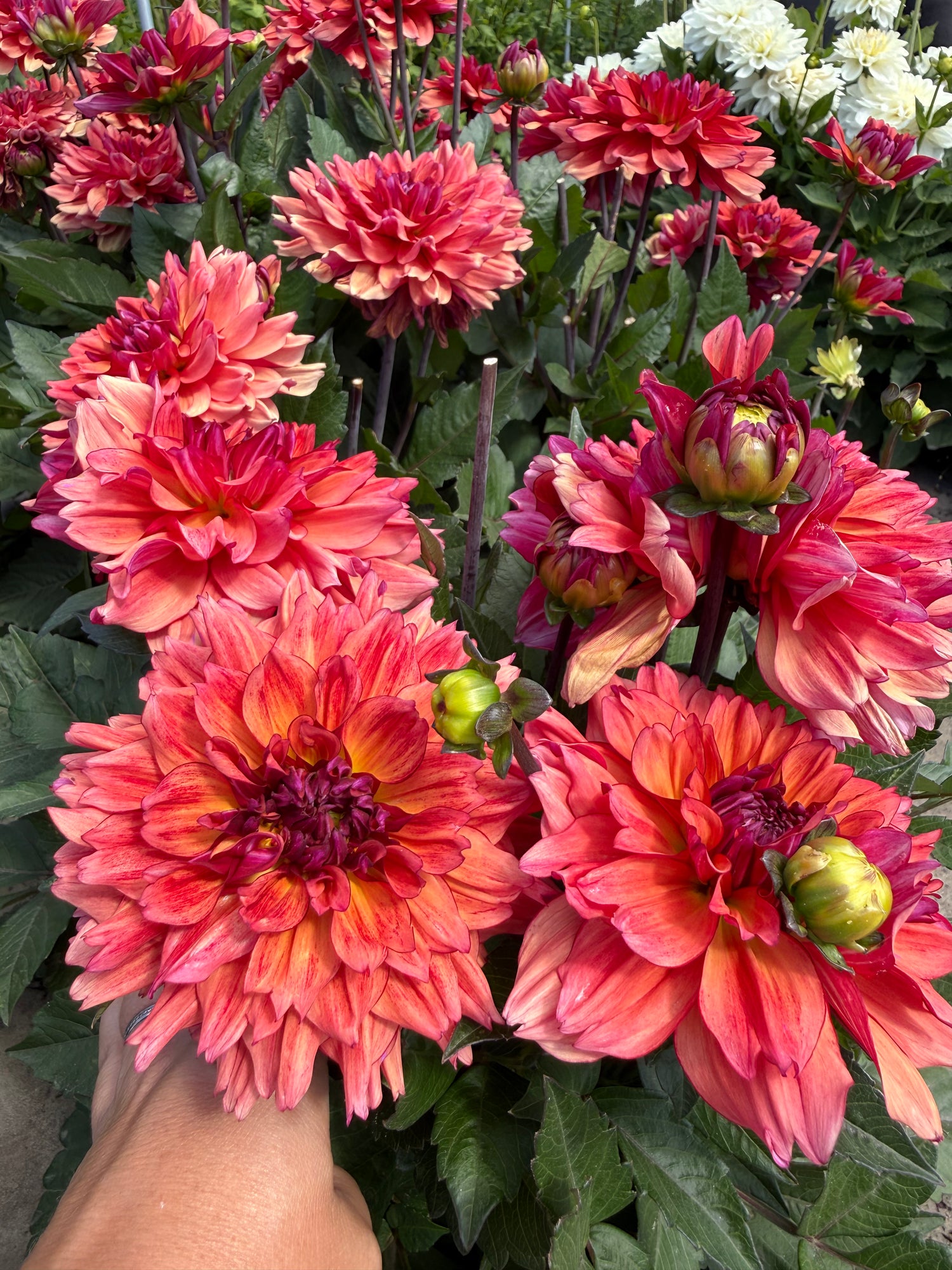 Dahlia Go Go Apricot